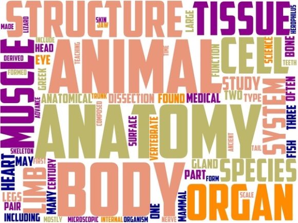 Anatomy Wordart Background